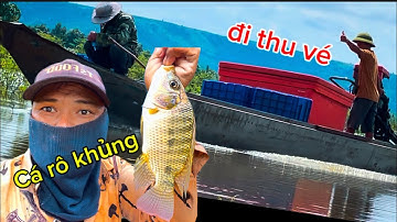 MUA VÉ 50K .CÂU CÁ HỒ AYUN SAU CƠN MƯA .GẶP CÁ RÔ PHI KHỦNG.GIẬT PHÊ TAY 