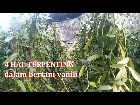 Video: 4 Hal Terpenting Dalam Hidup - Pandangan Alternatif