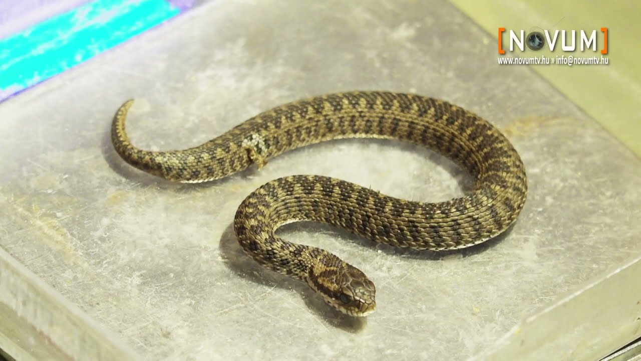 Rákosi vipera született a Szegedi Vadasparkban