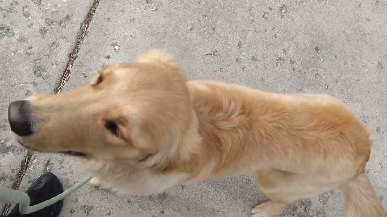 Lady loose leash walk