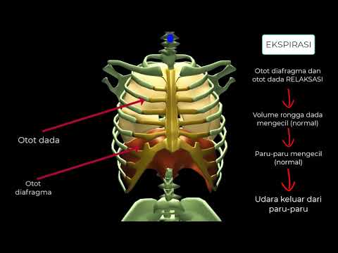 Video: Otot inspirasi mana yang berkontraksi?