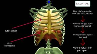 MEKANISME PERNAPASAN MANUSIA