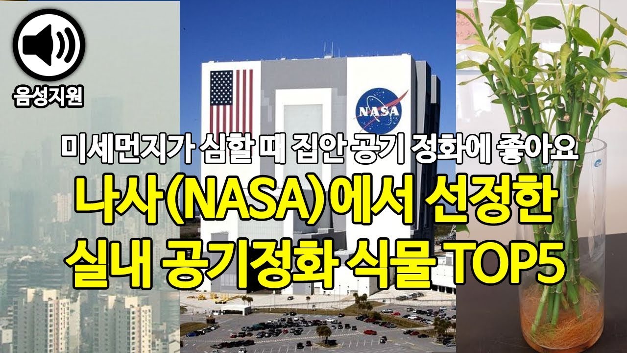 나사(NASA)에서 선정한 실내공기 정화식물순위 TOP5