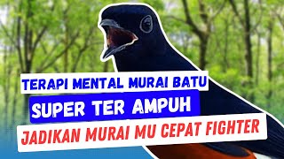 Pancingan mental Murai batu 100 % Paling Cocok Untuk melatih Mental Murai Batu