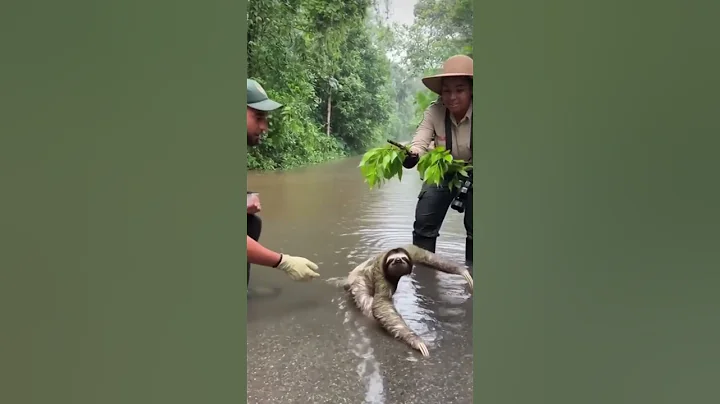 Sloth Rescue on Flooded Road #sloth #shorts #animalrescue #cuteanimals #save #southamerica