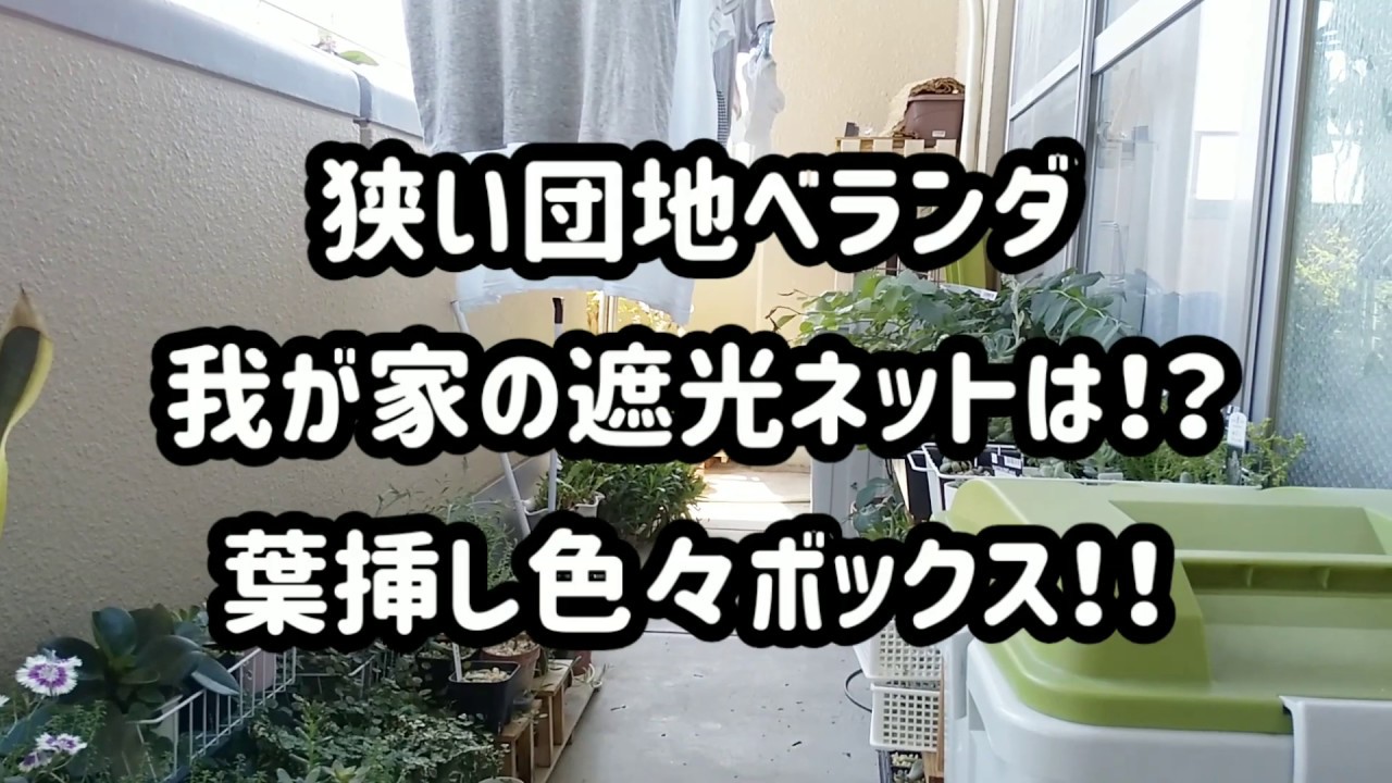 多肉植物 我が家の狭い団地ベランダ 遮光ネットは 葉挿し色々ボックス Youtube