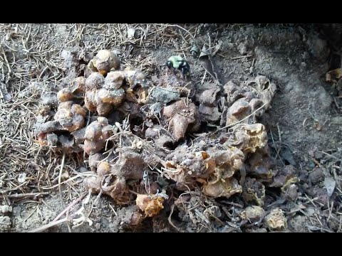 Bumblebee Nest Removal.
