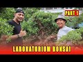 Intip koleksi bonsai mewah milik bapak sugeng praminto part 1