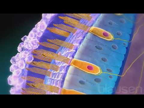 Vidéo: Où se trouve la cellule ciliée ?