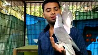 Pigeon Kerala   Variety Feeding   YouTube