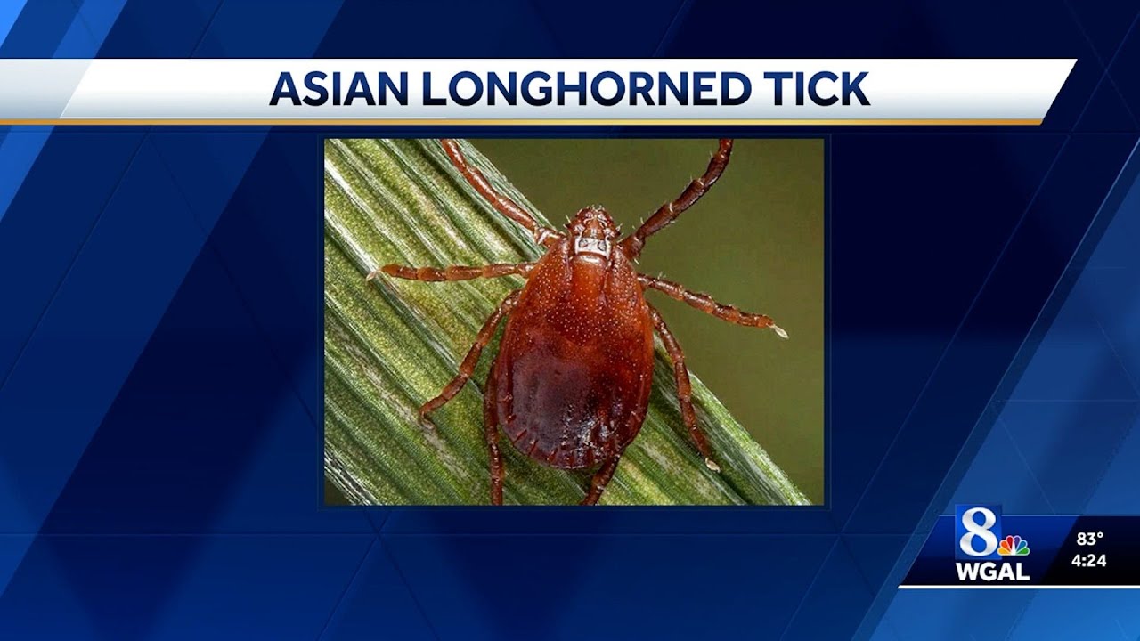 Invasive Asian longhorned tick spreading in Pennsylvania