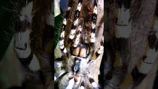 Poecilotheria regalis the Indian Ornamental Tarantula such a stunning Genus.