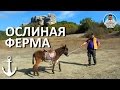 ФЕРМА ЧУДО ОСЛИК. МЕСТО СИЛЫ. ЗАЛЕСНОЕ. КАРАЛЕЗСКИЕ СФИНКСЫ