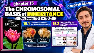 Chromosomal Inheritance & Sex-Linked Genes Explained | Campbell Biology 15.1–15.2, 13th Ed