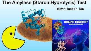 Microbiology | Amylase (Starch Hydrolysis) Test [Theory and Results]