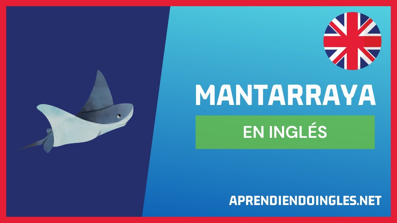 CÓMO se dice MANTARRAYA en INGLÉS 2022 🚀 APRENDE A ESCRIBIR MANTA RAY