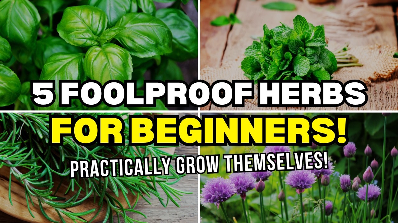 Top 5 Foolproof Herbs for Beginners! | Easy to Grow Herbs at Home - YouTube