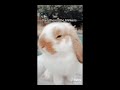 Bunno Anatomy Bunno Anatomy