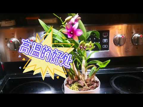 【养花】秋石斛（蝴蝶石斛，蝶花石斛）复花经验|秋石斛在北方地区复花要点|蝴蝶石斛在温哥华如何复花/ 秋石斛復花