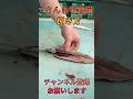さんま干物用捌き方#short #shorts #new #fish #japan #howto #おすすめ #簡単 #料理 #釣り #楽しい #美味しい
