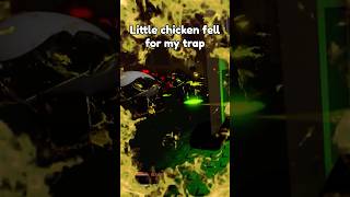 Trapped A Chicken For A Meal