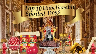 Top 10 Unbelievably Spoiled Dogs