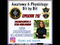 Organogenesis and Fetal Development - Dr. Christy Kestner - Episode 73