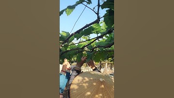 Cột cành để tránh gió đánh gãy #grape #nhoninhthuận #anhhainho #nhongontay