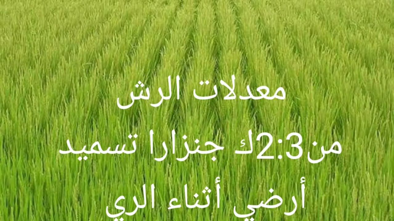 تسميد الأرز قبل طرد السنابل لزيادة التفريع والإنتاج وزيادة جودة الحبوب