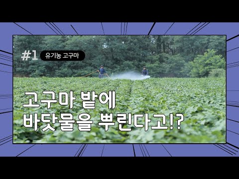 고구마 밭에 바닷물을 뿌린다? 꿀고구마 무안고구마