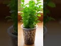 This home trick turns one mint stem into endless leaves