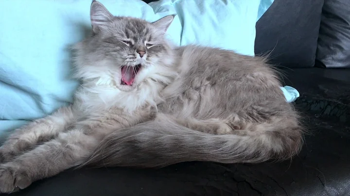 Watch the video about Funny Siberian kitten roaring like a LION yawn!!!