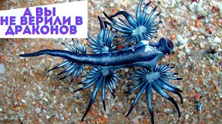 Голубой дракон Glaucus atlanticus