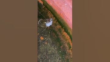 Cận cảnh video ốc bươu vàng ăn #vairalvideo ##shortvideo #shorts #trending #funny#snake