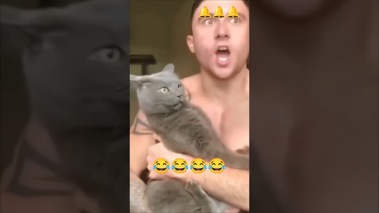 funny pet scenes 🐕 | EP 92 