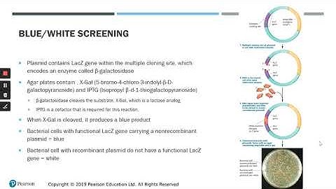 Molecular Cloning Part 2