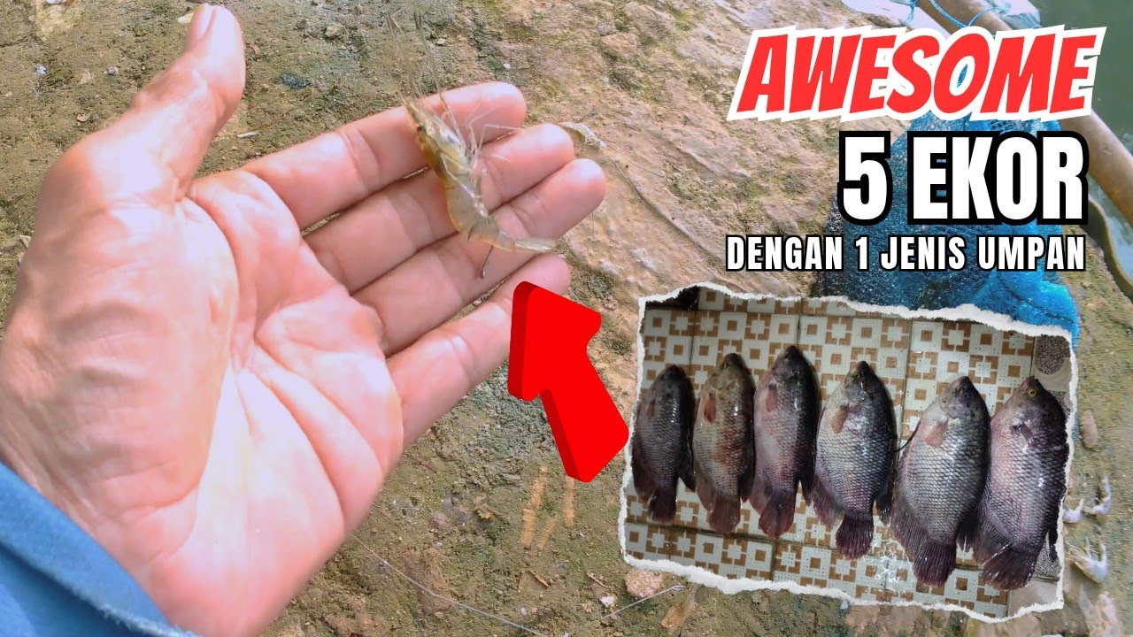 MANCING GURAME‼️Umpan andalan selalu bikin kejutan