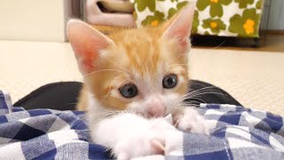 ママに抱っこされた子猫が幸せそうな顔に【赤ちゃん猫 保護猫