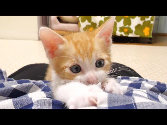 ママに抱っこされた子猫が幸せそうな顔に【赤ちゃん猫 保護猫