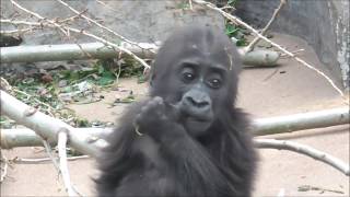 BABY GORILLA THANDIE LOVES HER DADDY, FOOD AND HAVING FUN!
