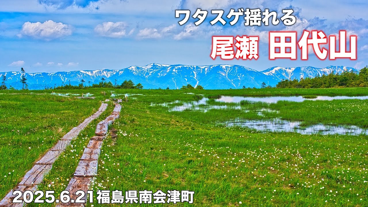 【花の百名山】4K 山上の楽園 【尾瀬 田代山】ワタスゲ見頃の高層湿原ハイキング！