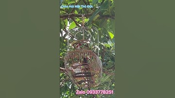 Chim Hút Mật Tía ô #chimhutmat5maucon #chimhutmat7mau #chimhutmatdoquyen #chimhutmattiao