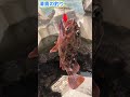 【穴釣り】巨大テトラの隙間から 穴釣り🎣釣り初心者でも簡単