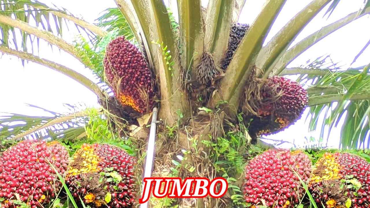 panen sawit buah kebo jumbo