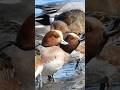 Wigeons Feeding on the Ocean Rocks