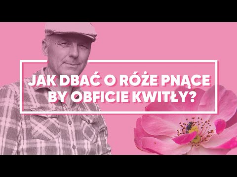 Wideo: Róże Pnące