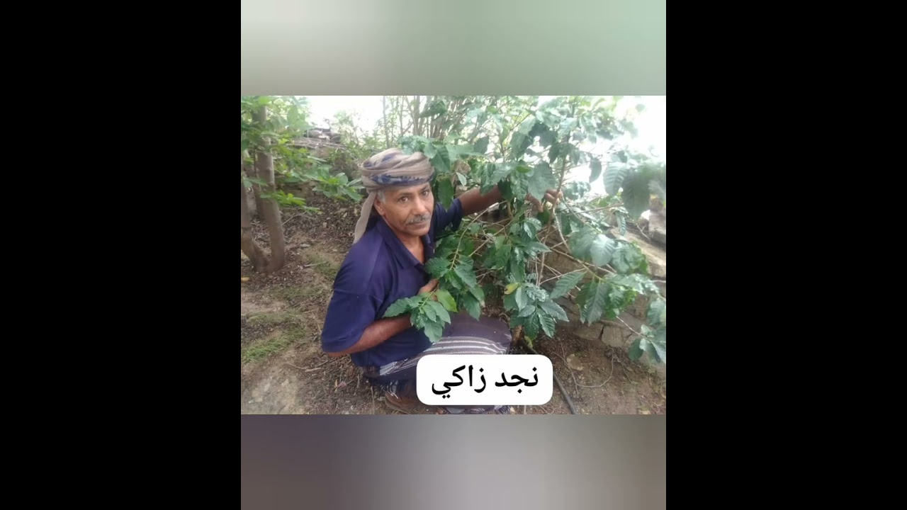 أغنية البن القباطي   _ كلمات د. حبيب ردمان                        أداء وغناء: الفنان عبدالله كحيل .