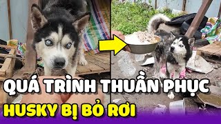 QUÁ TRÌNH thuần phục  CHÚ CHÓ HUSKY bị bỏ rơi ở bãi rác  | Yêu Lu Official