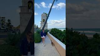 Abyssinian adventures  Palm Beach #abyssinian #cat #catshorts #adventure