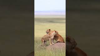 Hai sư tử cái quan sát thảo nguyên từ gò đất cao